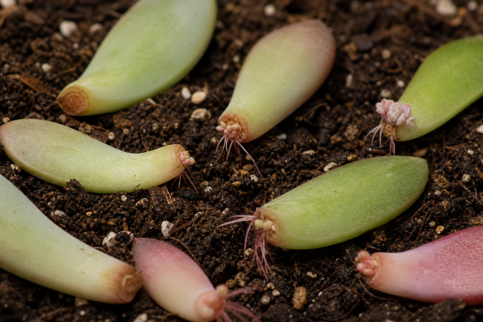 Houseplant propagation — leaf cuttings method showing succulent leaves on moist soil with emerging roots