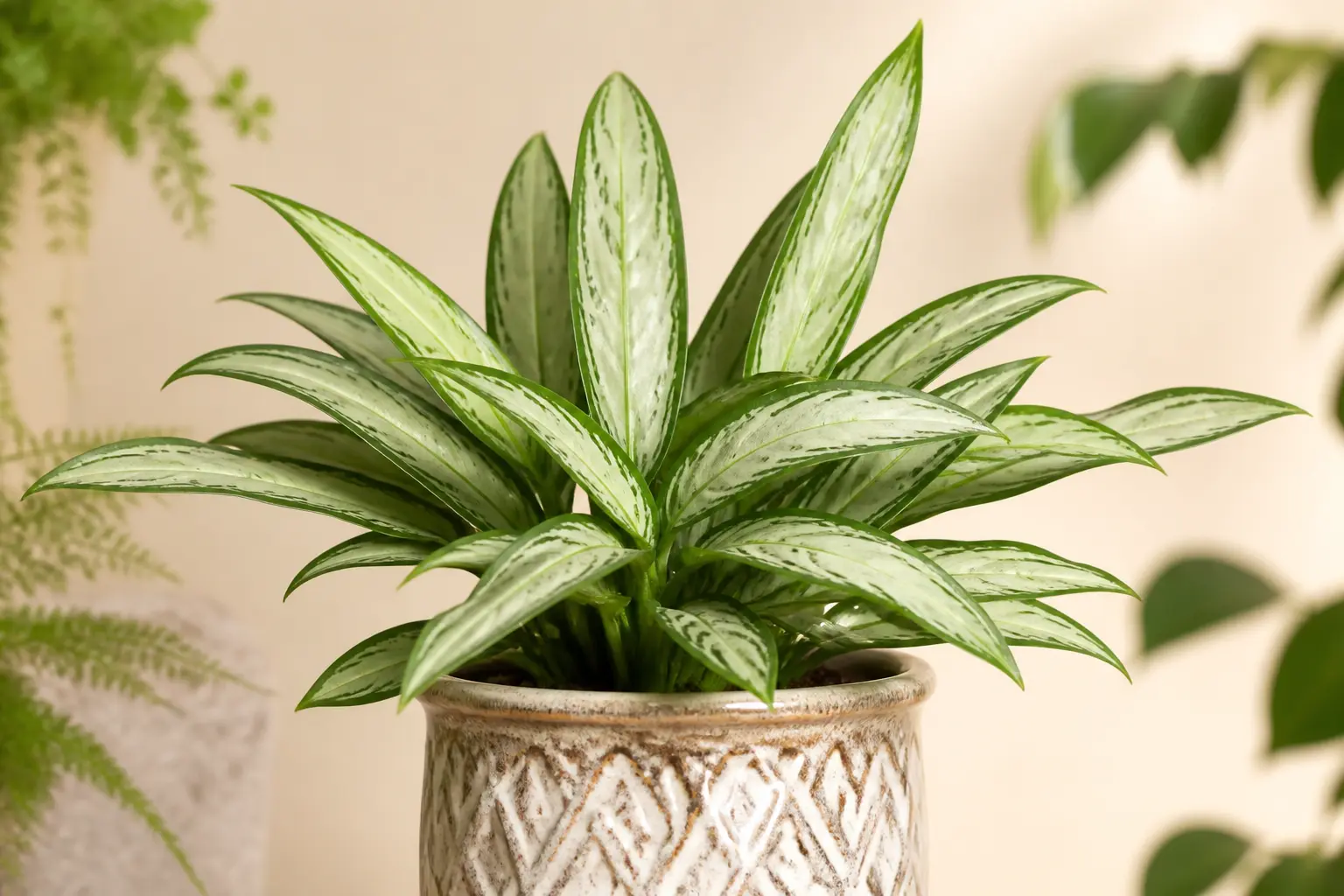 Aglaonema Aglaonema Maria variety