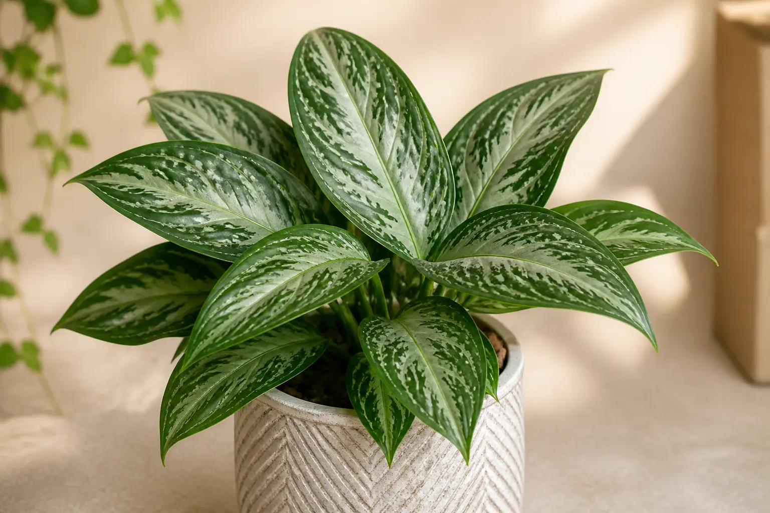 Aglaonema Aglaonema Silver Bay variety