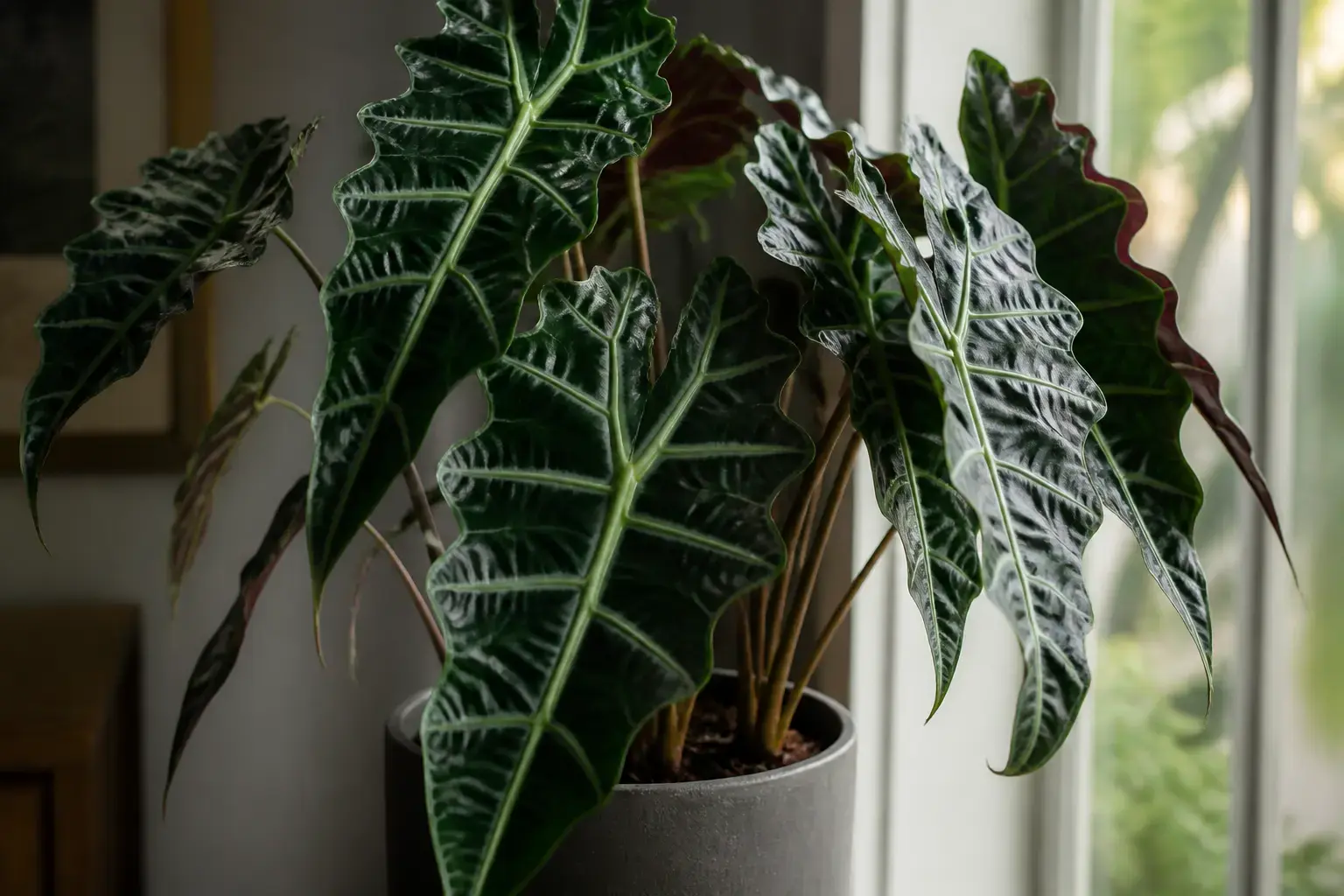 Alocasia Polly Alocasia Amazonica (Parent Plant) variety — Larger, more deeply lobed arrow-shaped leaves with metallic silver veining; more pronounced leaf serrations than Polly