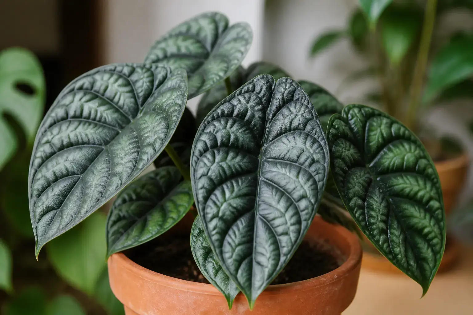 Alocasia Polly Alocasia "Dragon Scale" (Baginda) variety — Thick, puckered "dragon scale" textured leaves; deep green with silvery veining; substantial, almost succulent leaf texture