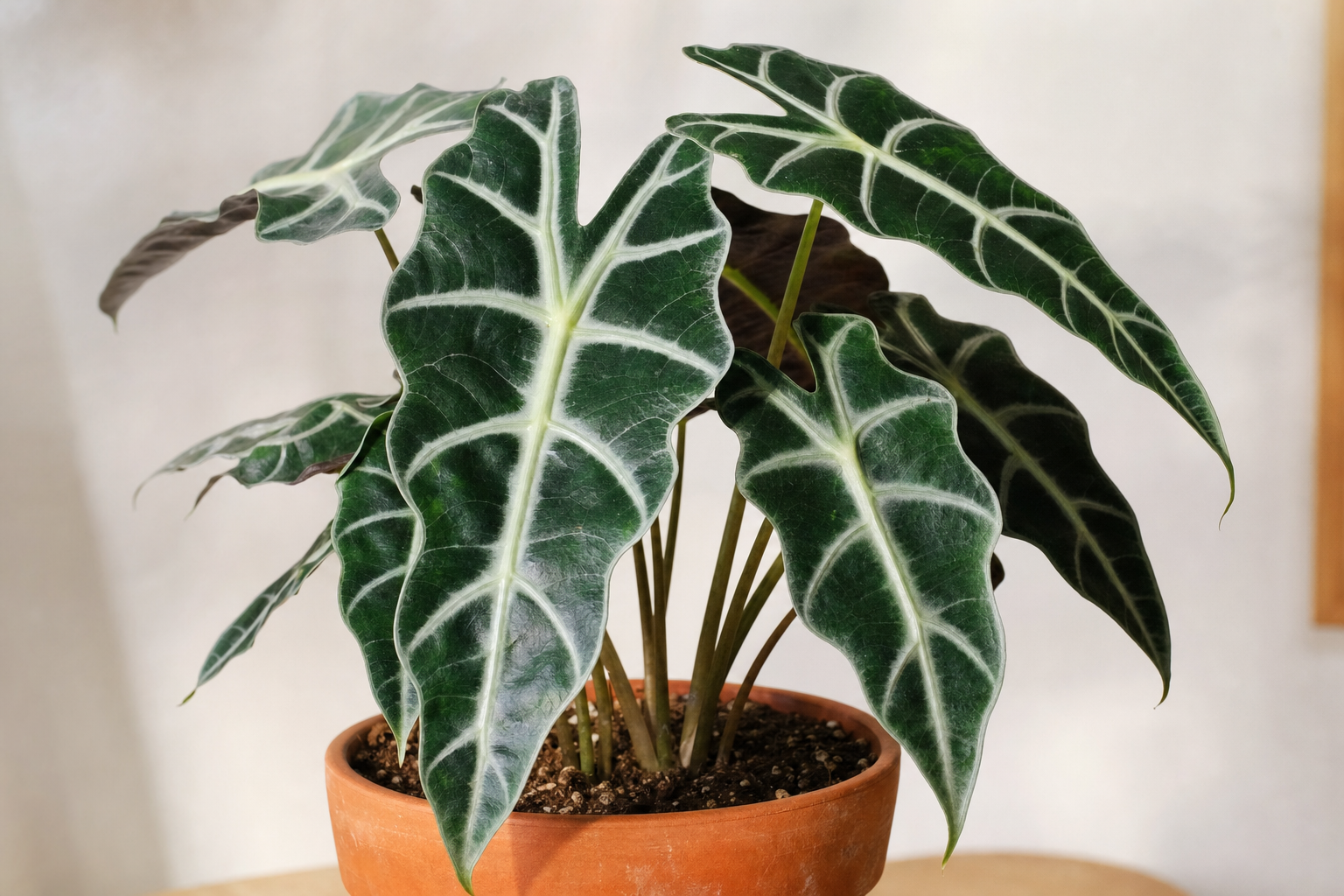Alocasia Polly (Alocasia amazonica "Polly") in a terracotta pot