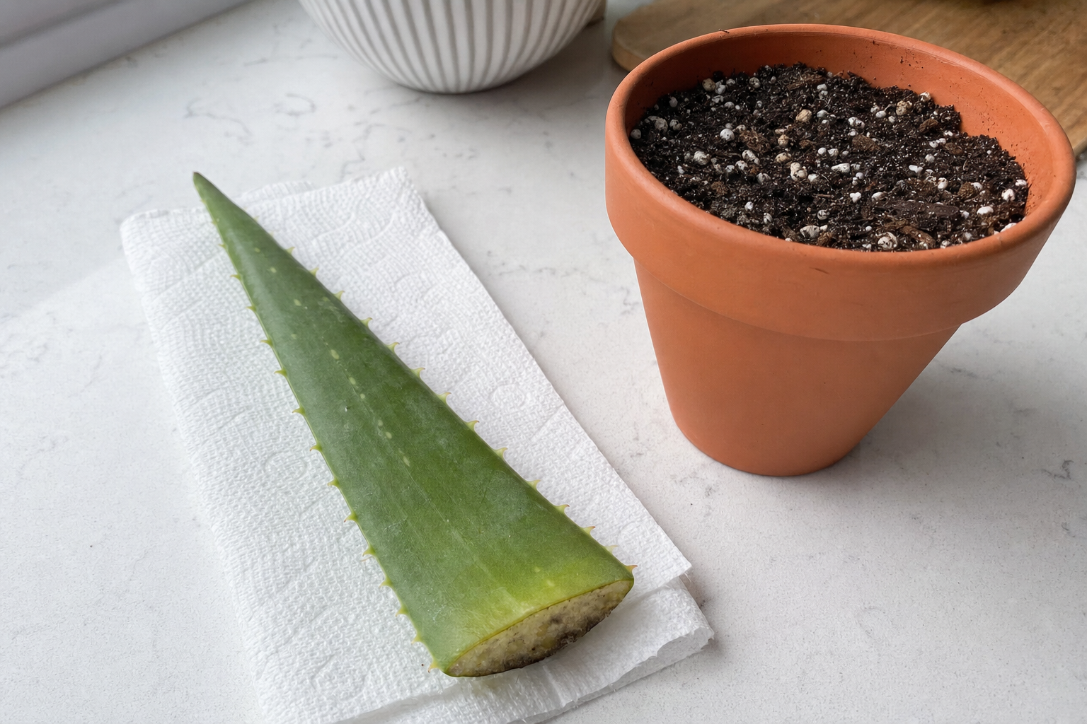 Aloe Vera propagation — leaf cuttings