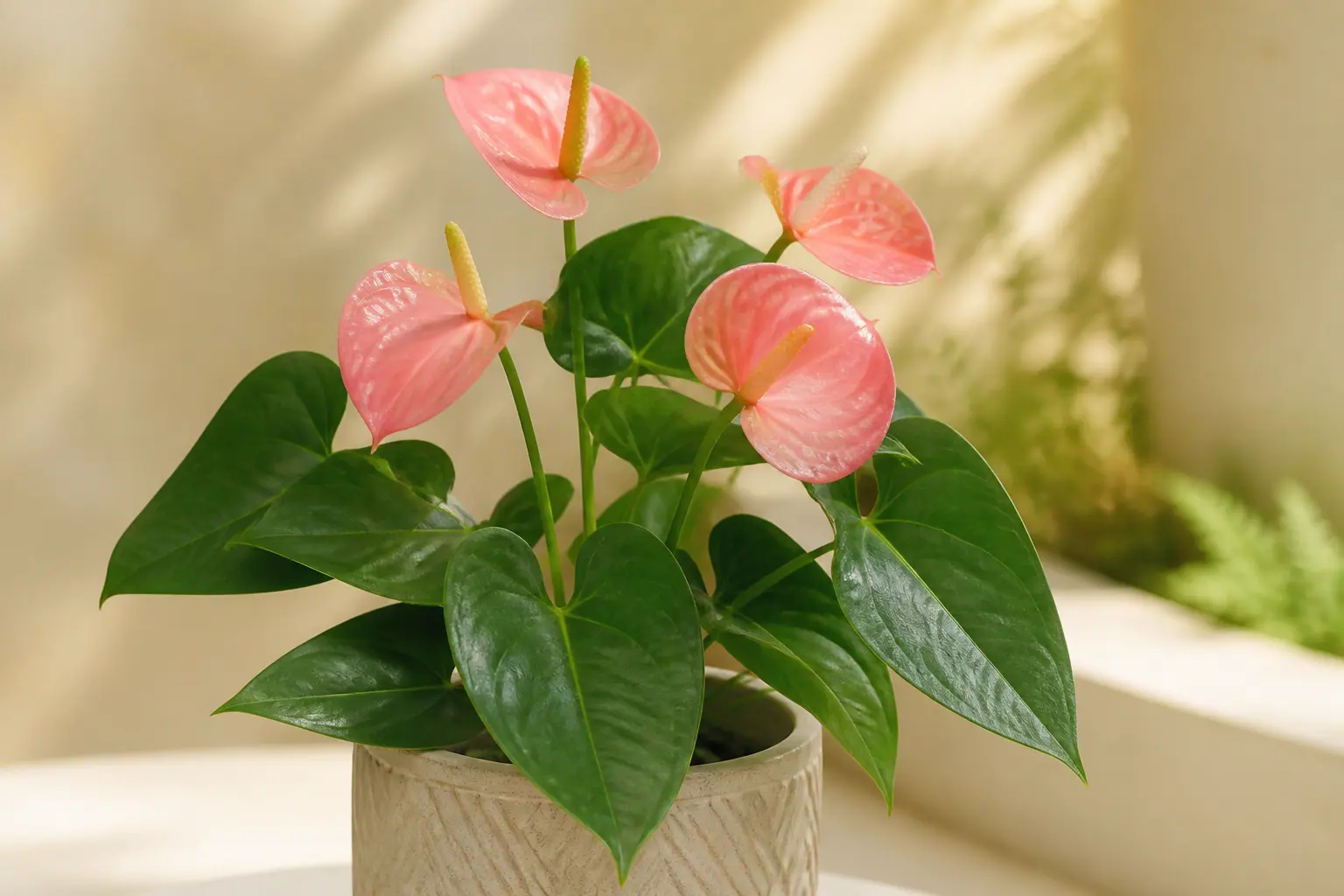 Anthurium Anthurium Pink variety