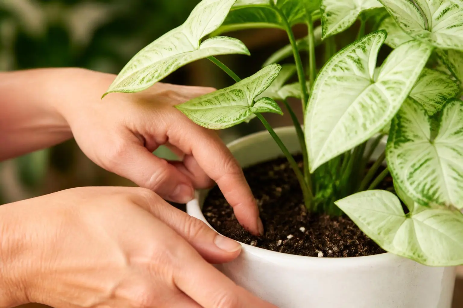 Arrowhead Plant water care — checking soil moisture before watering
