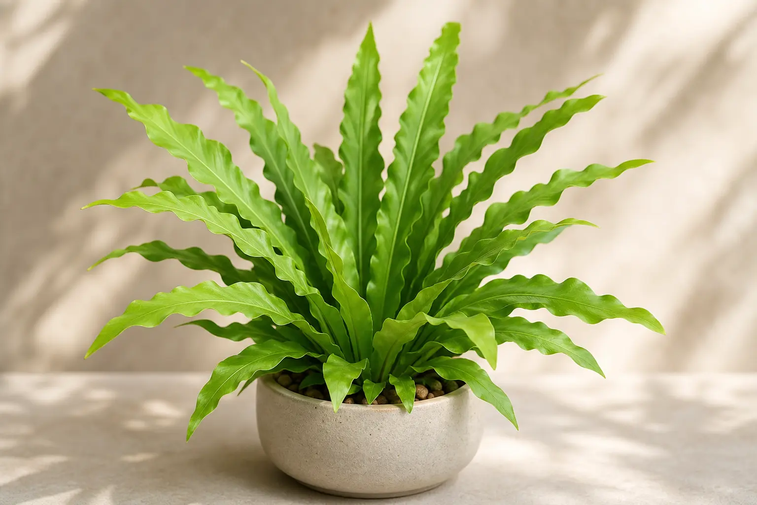 Bird's Nest Fern Asplenium nidus Osaka variety