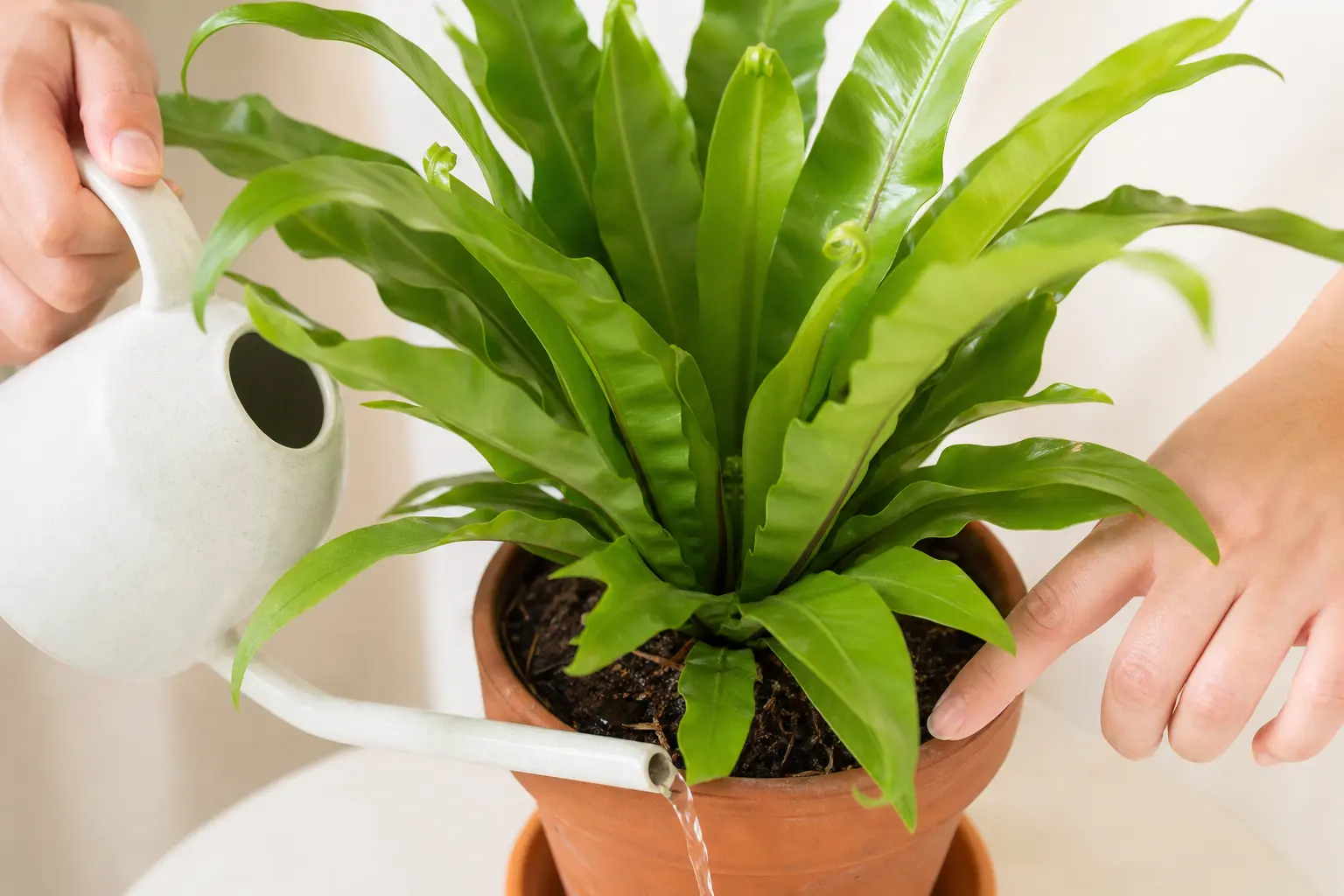 Bird's Nest Fern water care — checking soil moisture before watering