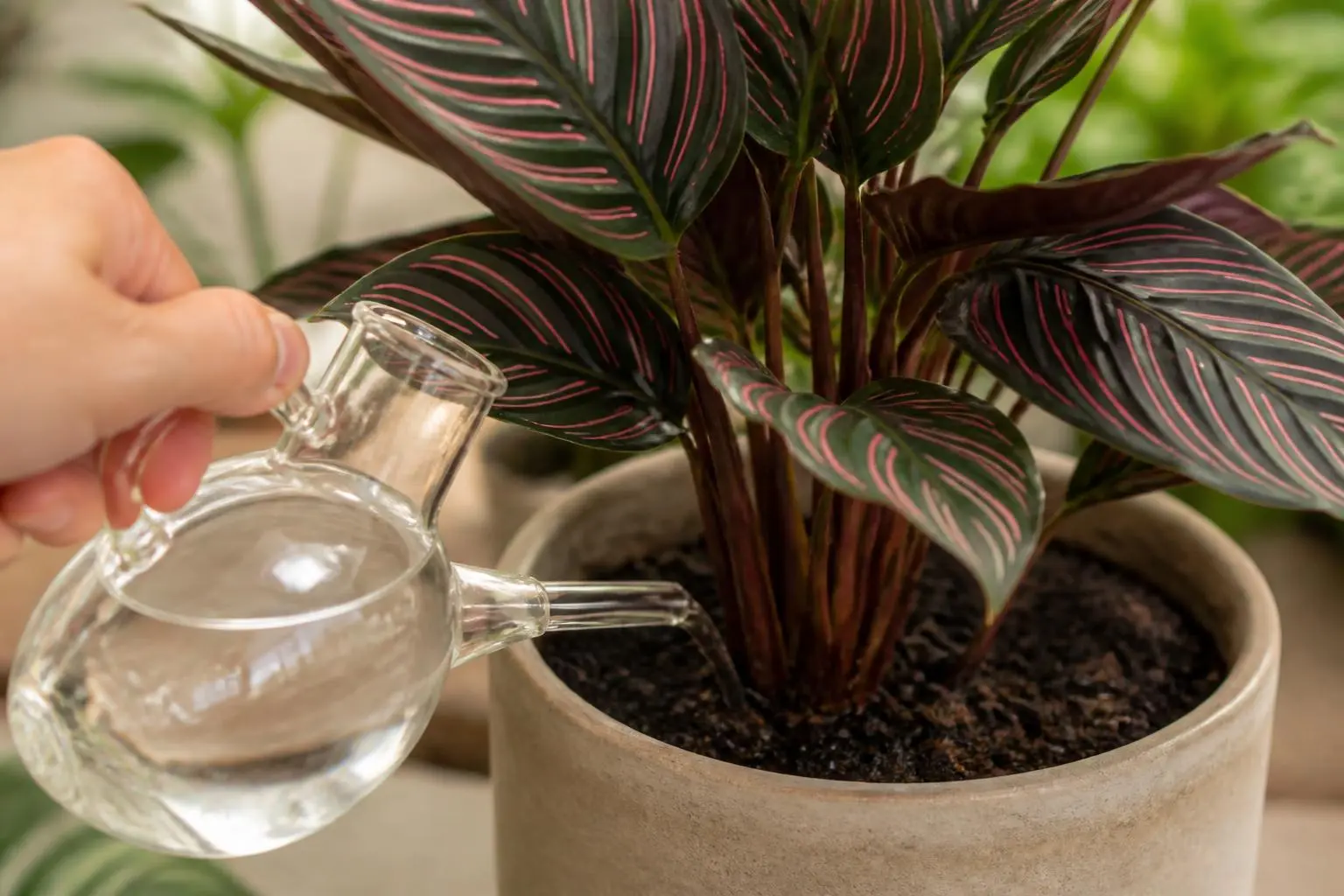 Calathea water care — checking soil moisture before watering
