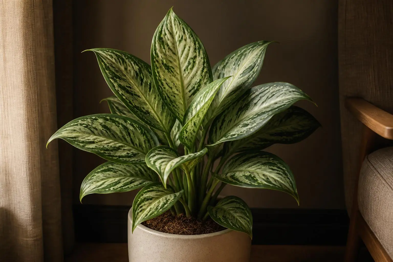 Chinese Evergreen light care — placed near a bright window for indirect light