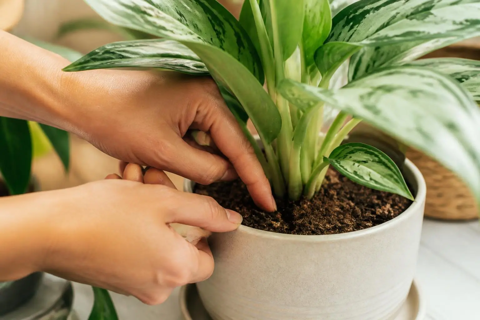 Chinese Evergreen water care — checking soil moisture before watering