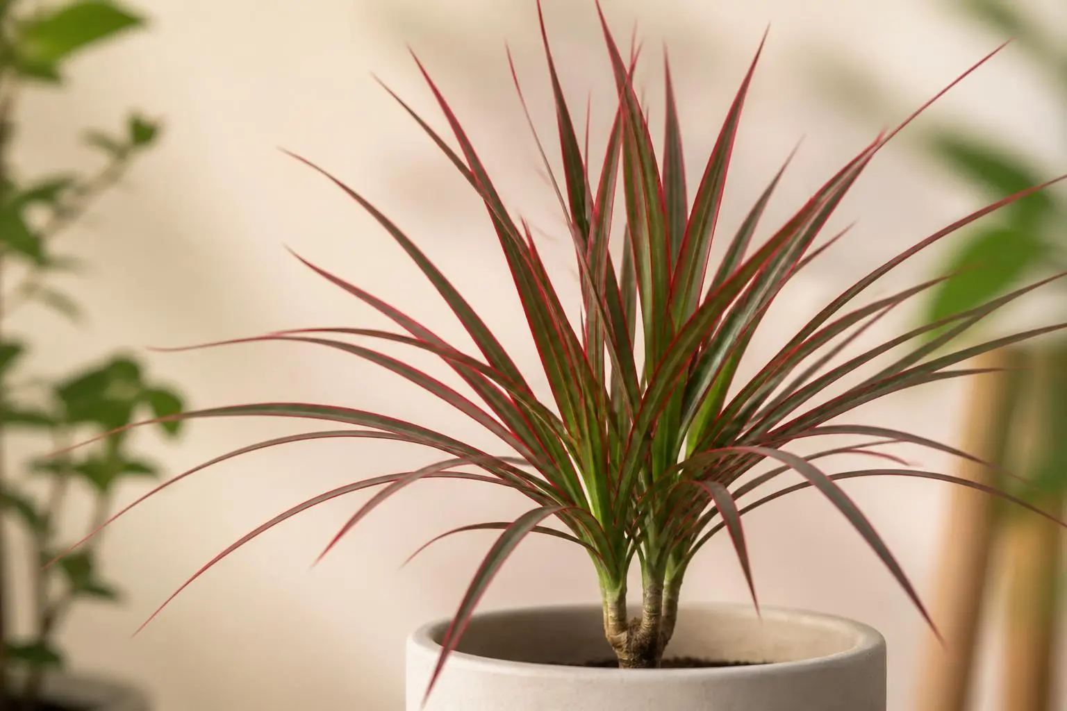 Dracaena Dracaena Marginata Magenta variety — Deeper magenta-red leaf margins compared to standard; slightly darker green leaves