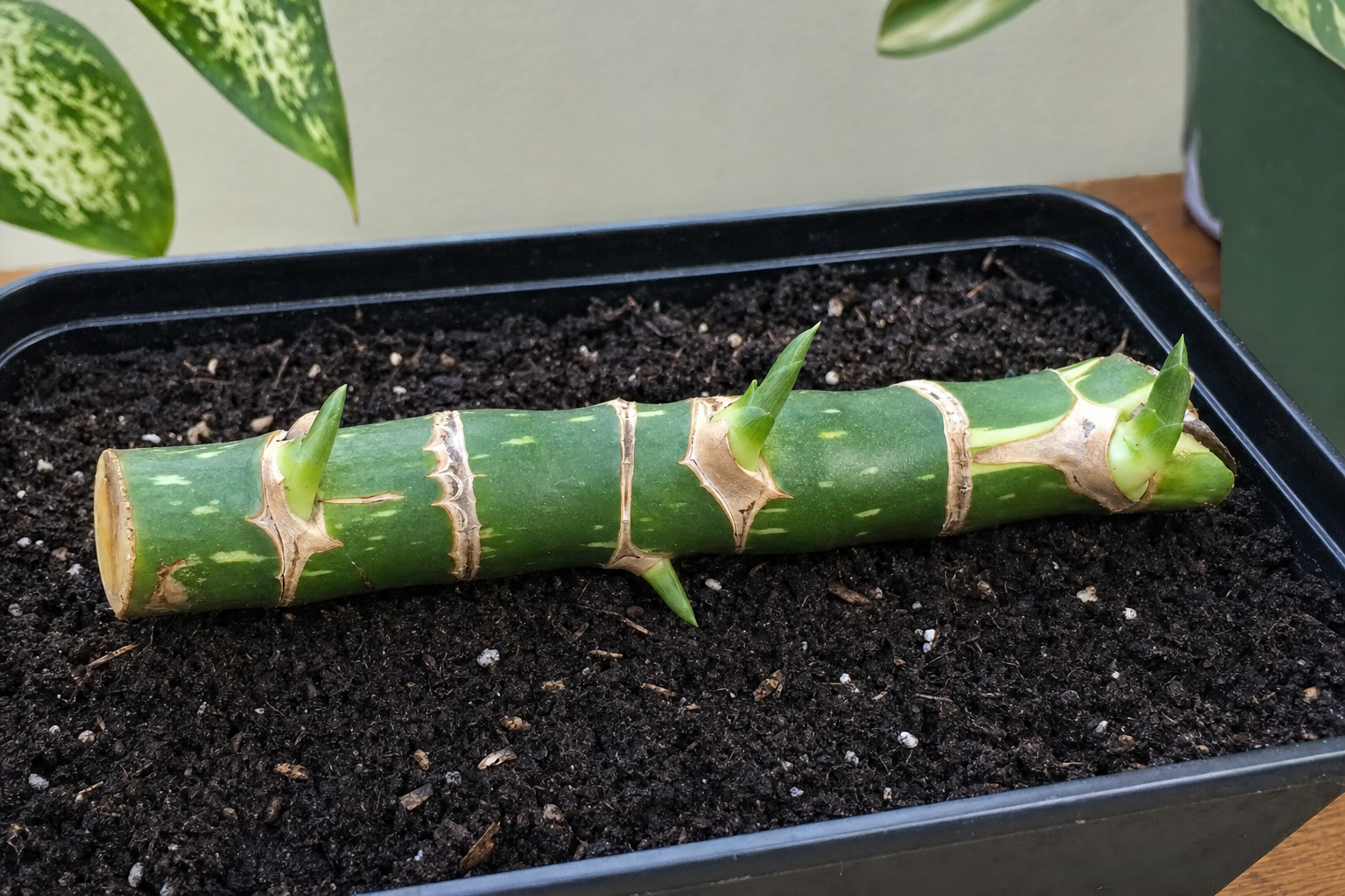 Dumb Cane propagation — cane cutting (for leggy plants)