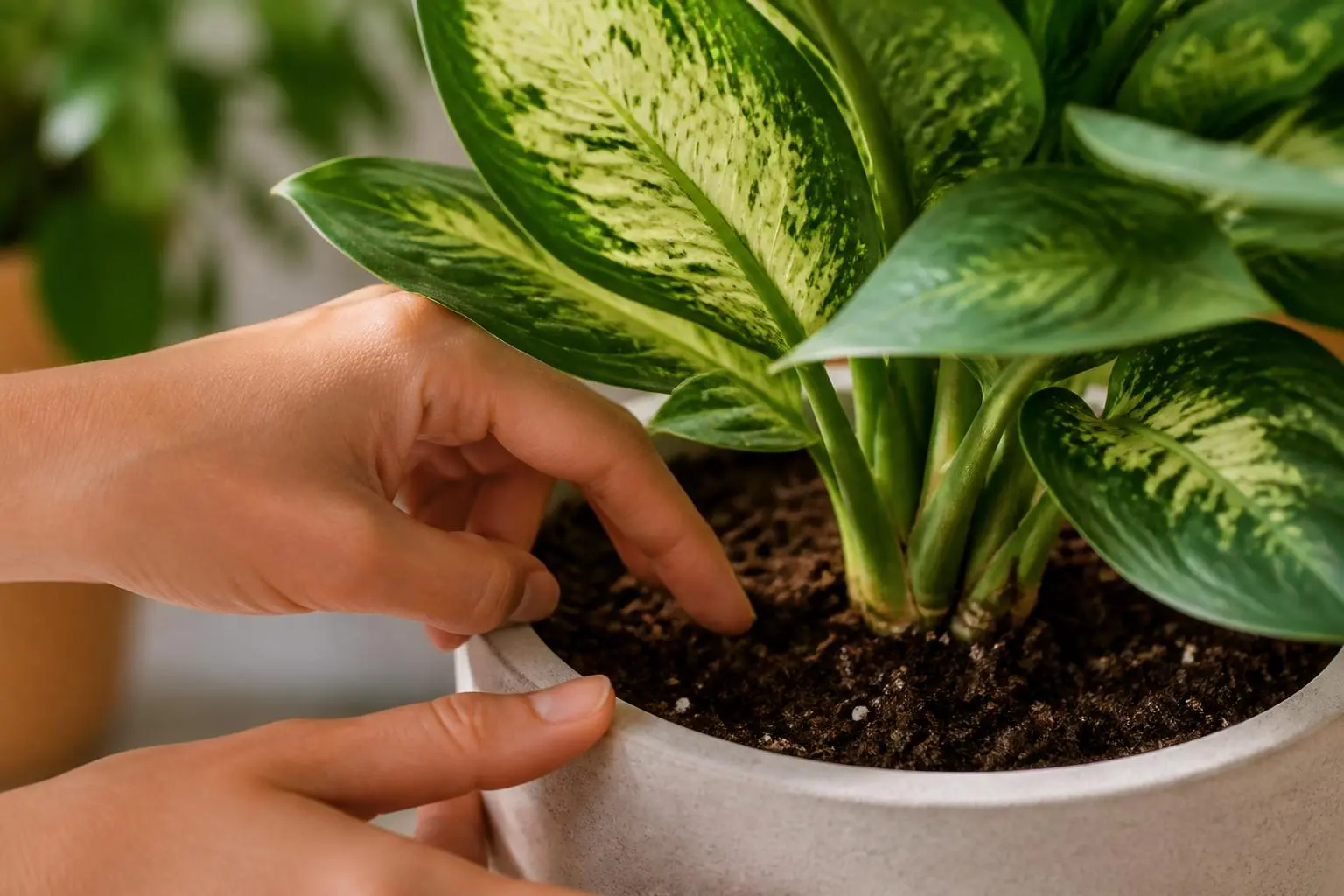 Dumb Cane water care — checking soil moisture before watering
