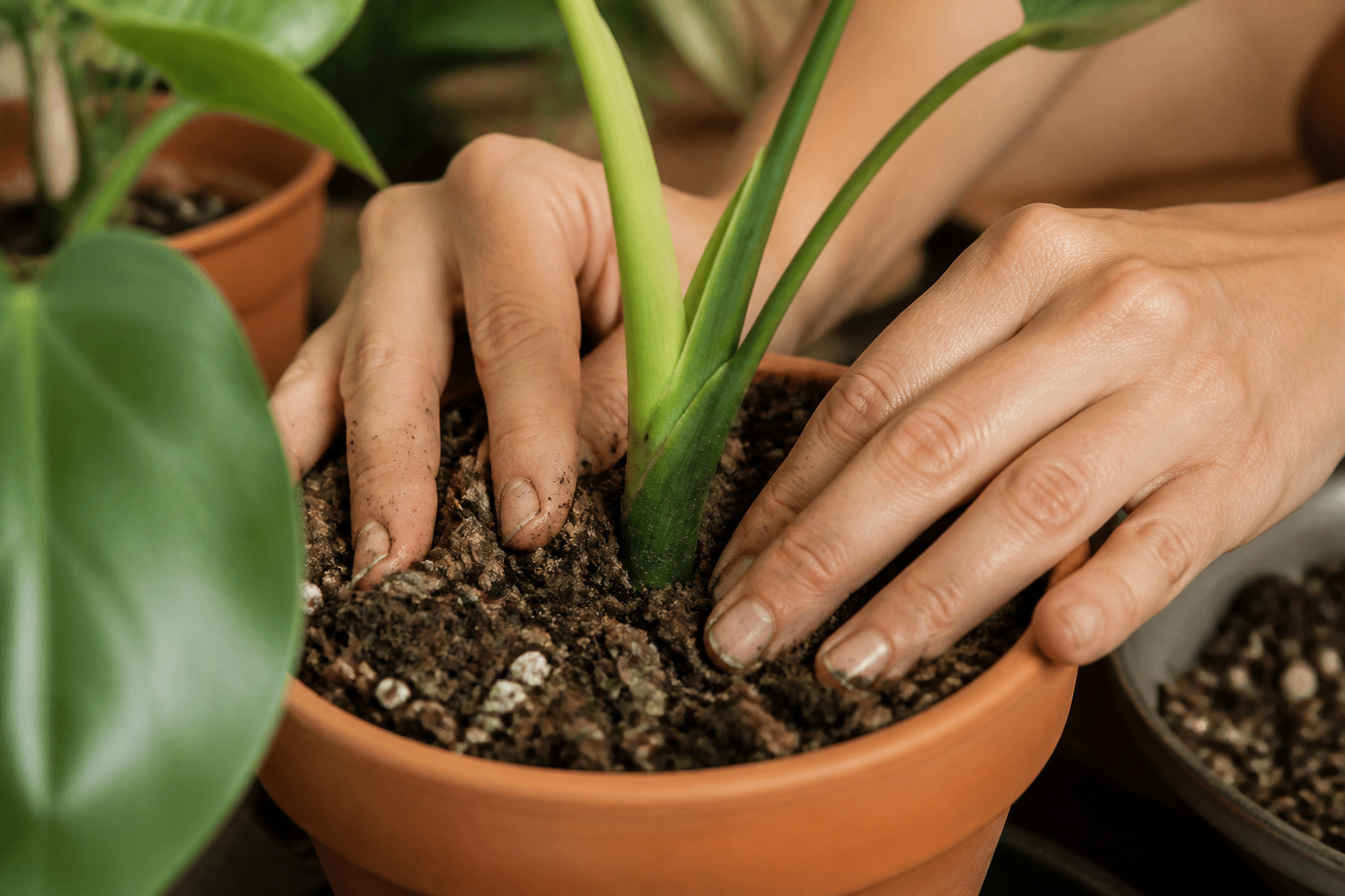 How to propagate English Ivy — soil propagation