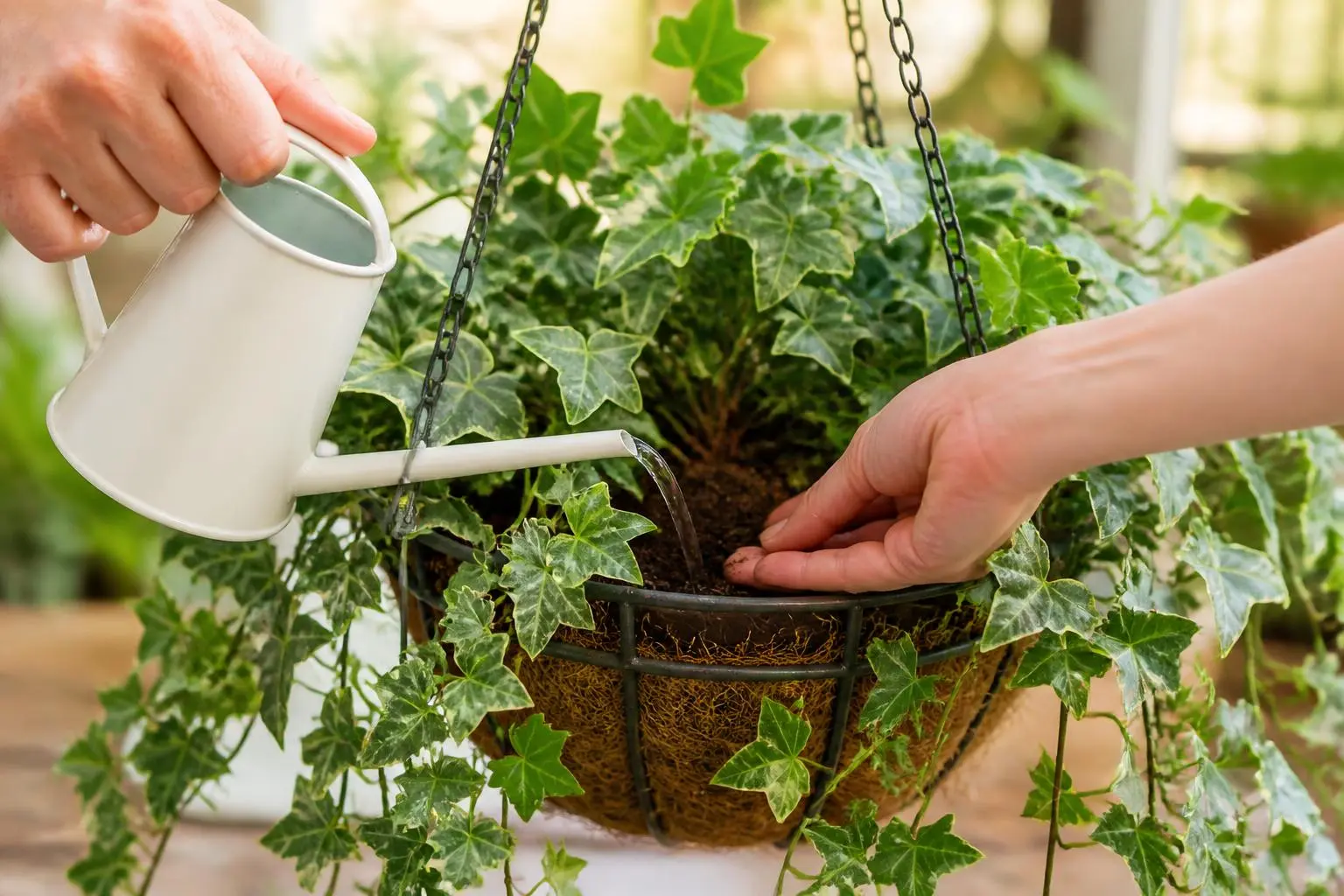 English Ivy water care — checking soil moisture before watering