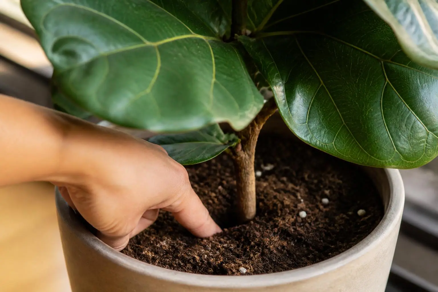 Fiddle Leaf Fig water care — checking soil moisture before watering