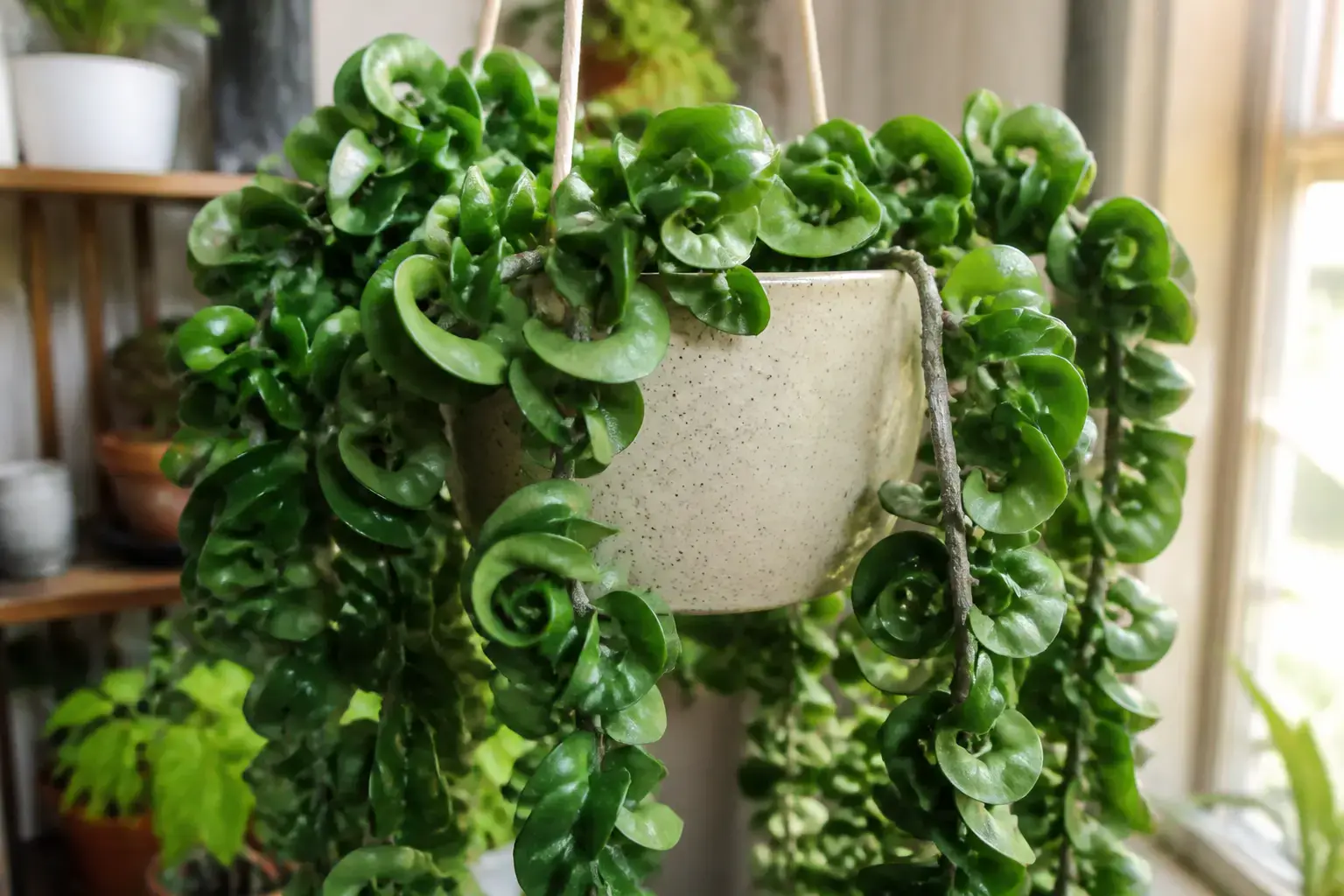 Hoya Carnosa Hoya carnosa Compacta (Hindu Rope Plant) variety — Curled rope-like vines with tightly folded waxy leaves