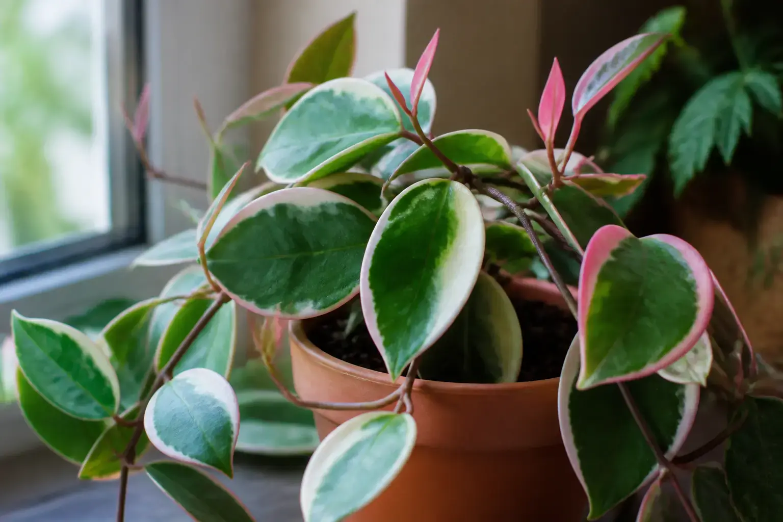 Hoya Carnosa Hoya carnosa Krimson Queen variety — Creamy white and pink leaf margins with green centers and pink new growth