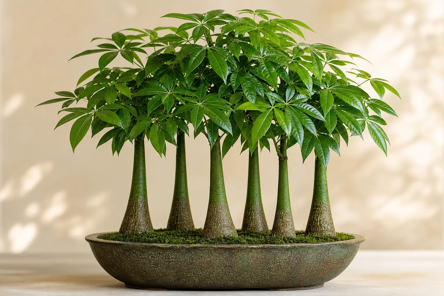 Money Tree Forest variety