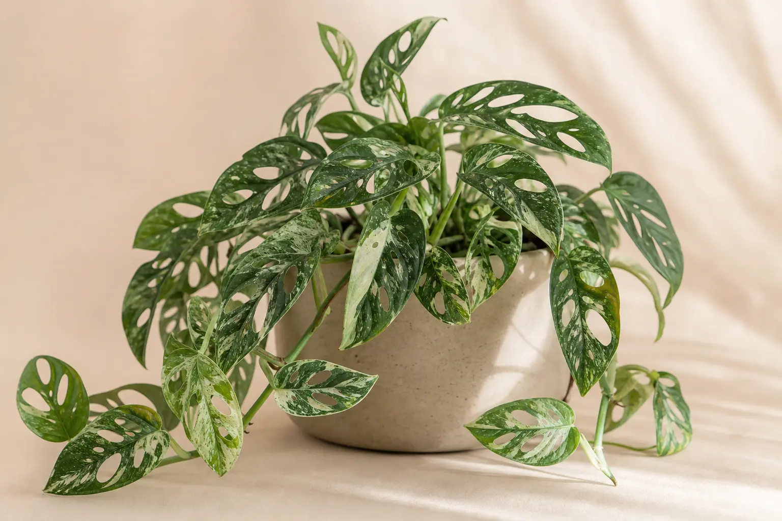 Monstera Mint