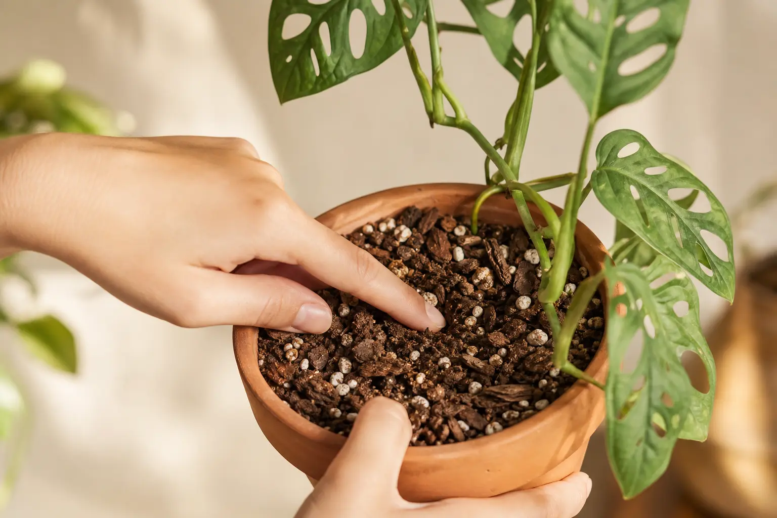 Monstera Adansonii water care — checking soil moisture before watering