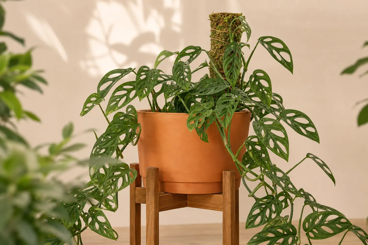 Monstera Adansonii