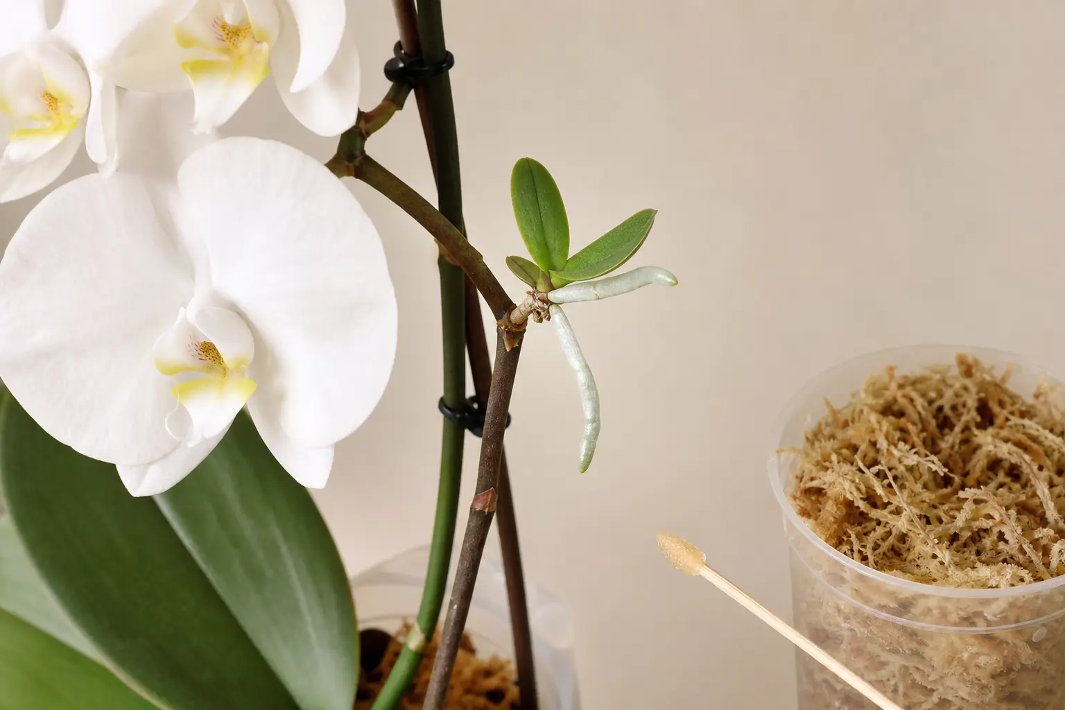 Propagate Phalaenopsis by Keiki Propagation