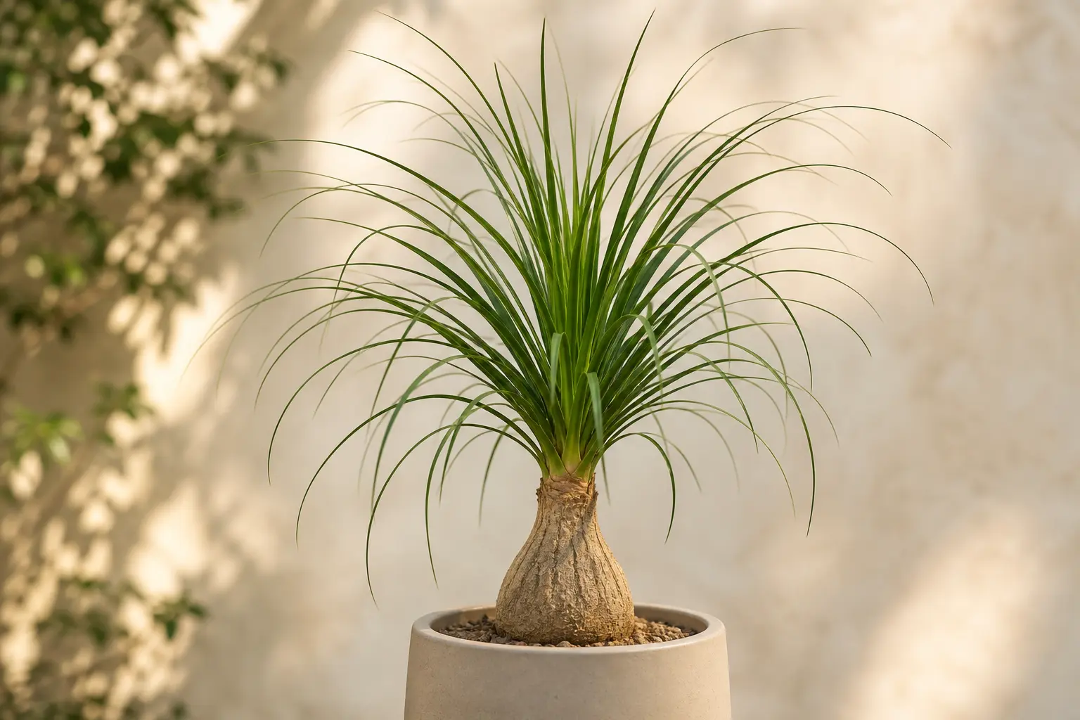 Ponytail Palm Beaucarnea guatemalensis variety