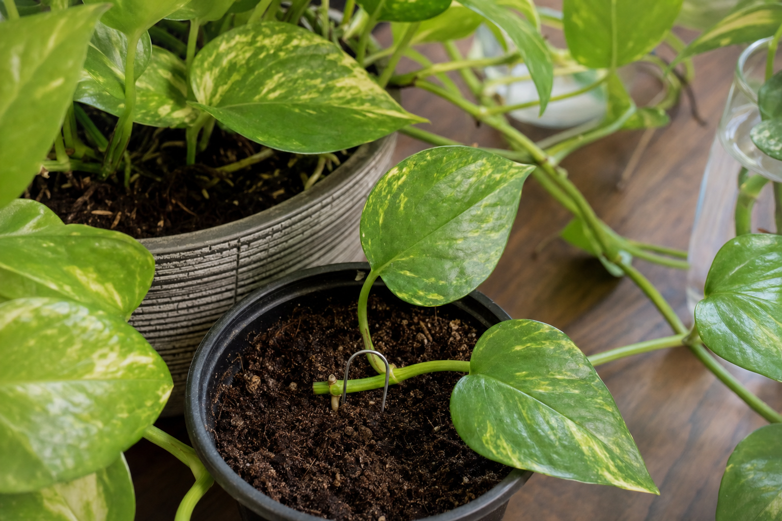 Pothos propagation — rooting in the same pot (self-layering)