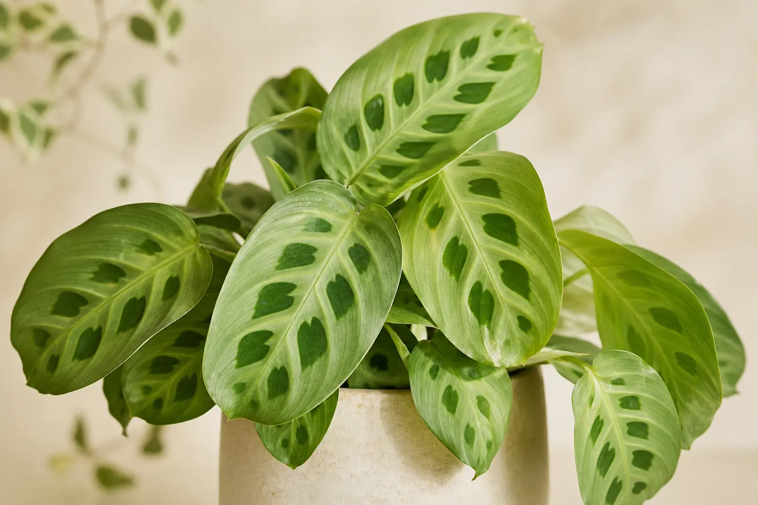 Prayer Plant Maranta leuconeura kerchoveana (Rabbit Tracks) variety