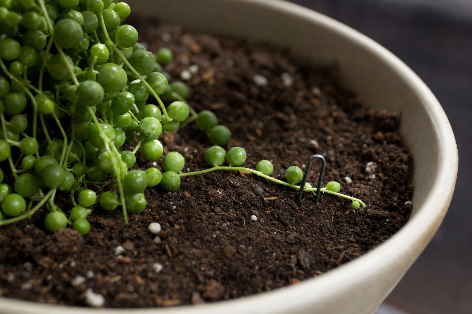 String of Pearls propagation — coiling method (for a fuller plant faster)